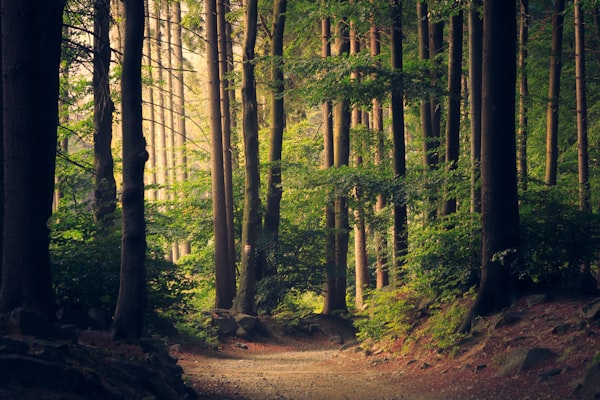 Pine Tree Trail hiking trail in Fraser's Hill, Malaysia